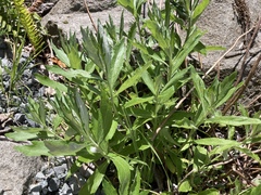 Artemisia suksdorfii