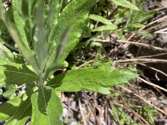 Artemisia suksdorfii