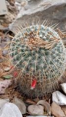 Mammillaria dixanthocentron