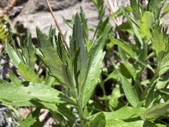 Artemisia suksdorfii