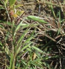 Bromus diandrus
