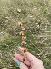 Gladiolus imbricatus