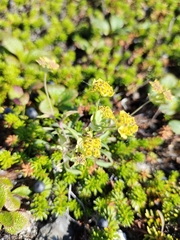 Bupleurum triradiatum