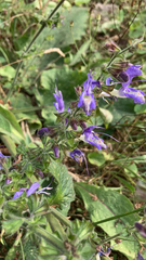 Salvia forskaehlei