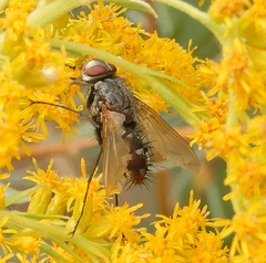 Microphthalma disjuncta