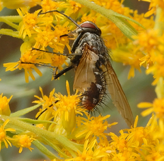 Microphthalma disjuncta