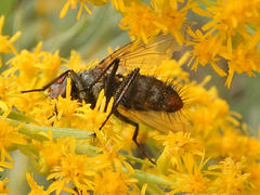 Microphthalma disjuncta