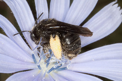 Melissodes bimaculatus