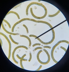 Cyanobacteria