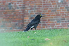 Strepera versicolor arguta