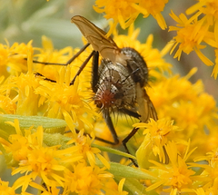 Microphthalma disjuncta