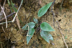 Diplazium donianum