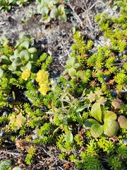Bupleurum triradiatum
