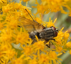 Microphthalma disjuncta