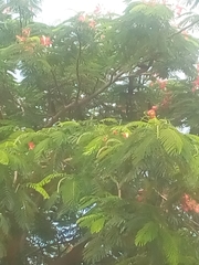 Delonix regia