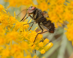 Microphthalma disjuncta