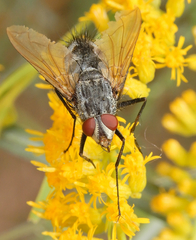 Microphthalma disjuncta