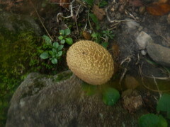 Scleroderma citrinum