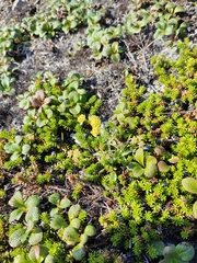 Bupleurum triradiatum