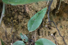Diplazium donianum