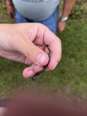 Storeria occipitomaculata