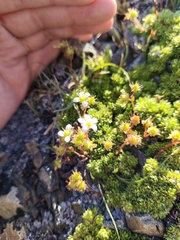 Saxifraga