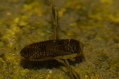 Corixini