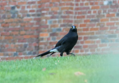 Strepera versicolor arguta