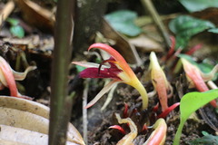 Zingiber kawagoii