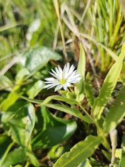 Stellaria radians