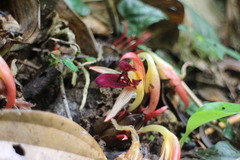 Zingiber kawagoii