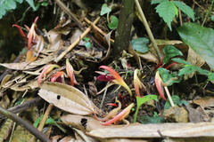 Zingiber kawagoii