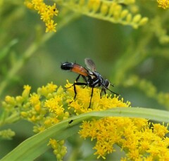 Cylindromyia intermedia
