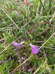 Agalinis neoscotica
