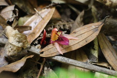 Zingiber kawagoii