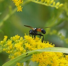 Cylindromyia intermedia