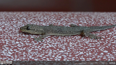 Gekkonidae