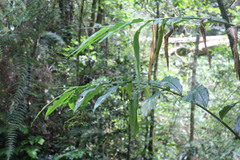 Zingiber kawagoii