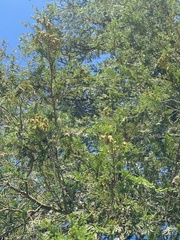 Chamaecyparis thyoides