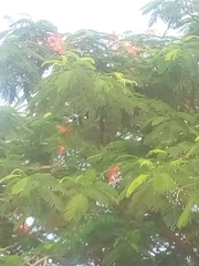 Delonix regia