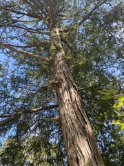 Chamaecyparis thyoides