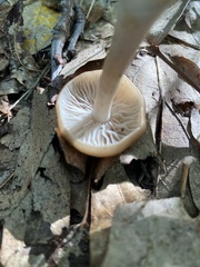 Entoloma formosum