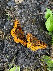 Boloria bellona