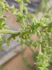 Salsola kali