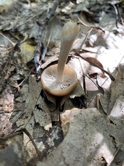 Entoloma formosum