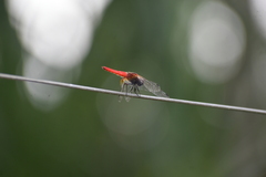 Aethriamanta brevipennis