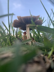 Conocybe apala