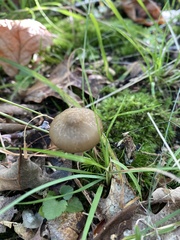 Entoloma formosum