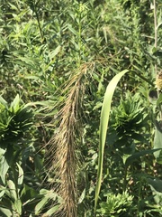 Elymus canadensis