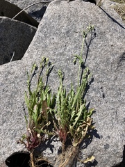 Crepis capillaris